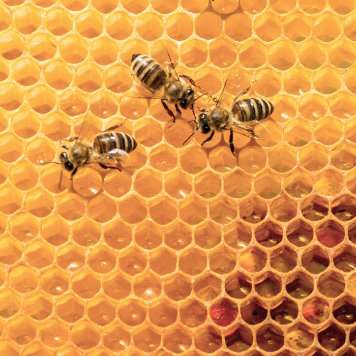 Plan BEE Rural Beekeeping